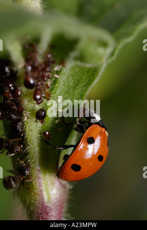 Une septième place coccinelle est attaqué par les fourmis noires (Lasius niger le jardin, ant, et Coccinella septempunctata) tout en mangeant les pucerons Banque D'Images