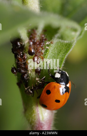 Une septième place coccinelle est attaqué par les fourmis noires (Lasius niger le jardin, ant, et Coccinella septempunctata) tout en mangeant les pucerons Banque D'Images