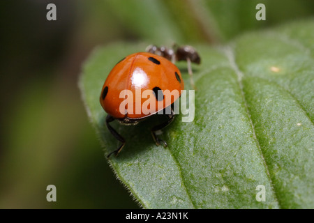 Une septième place coccinelle est attaqué par les fourmis noires (Lasius niger le jardin, ant, et Coccinella septempunctata) Banque D'Images