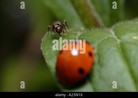 Une septième place coccinelle est attaqué par les fourmis noires (Lasius niger le jardin, ant, et Coccinella septempunctata) Banque D'Images