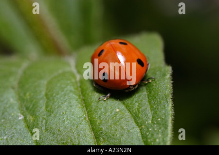 Une septième place coccinelle est attaqué par les fourmis noires (Lasius niger le jardin, ant, et Coccinella septempunctata) Banque D'Images