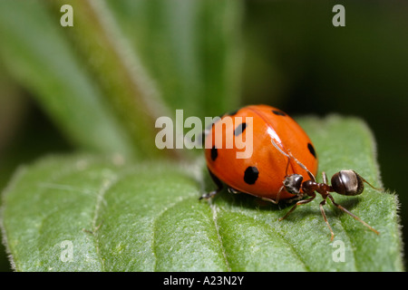 Une septième place coccinelle est attaqué par les fourmis noires (Lasius niger le jardin, ant, et Coccinella septempunctata) Banque D'Images