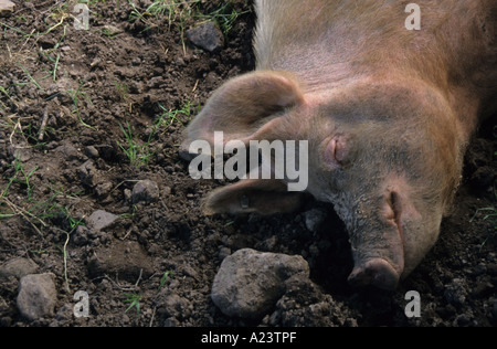 Cochon de couchage Banque D'Images