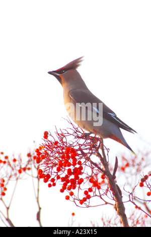 Jaseur boréal Bombycilla garrulus manger mountain ash rowan berries dans Shropshire England UK GB British Isles Banque D'Images