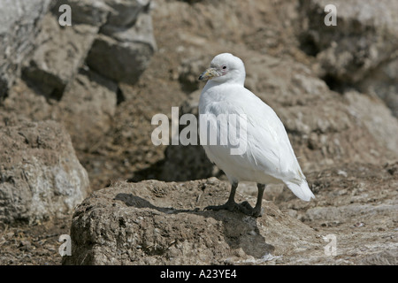 SHEATHBILL NEIGEUX Chionis alba Banque D'Images