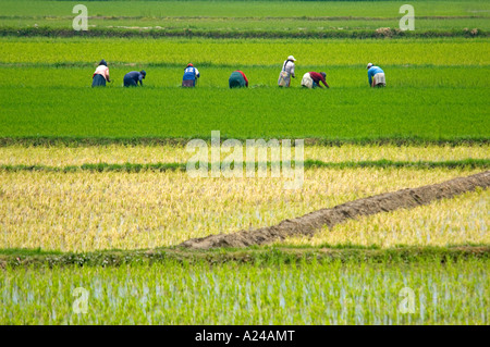 Un domaine verdoyant de rizières au Pérou où les travailleurs locaux sont la récolte d'une culture de riz. Banque D'Images