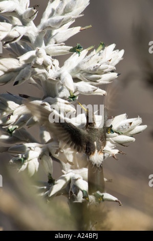 Un colibri géant - (Patagonia gigas) le plus grand du monde - alimentation d'une usine à proximité d'un point d'observation au Canyon de Colca. Banque D'Images