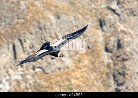 Un condor (Vultur gryphus) au Canyon de Colca en vol sur l'augmentation des courants thermiques à la recherche de charognes. Banque D'Images