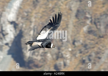 Un condor (Vultur gryphus) au Canyon de Colca en vol sur l'augmentation des courants thermiques à la recherche de charognes. Banque D'Images