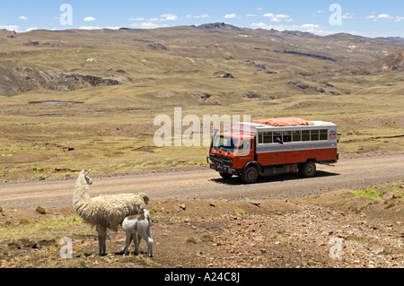 Un arrêt de l'appareil de l'aventure terrestre par la route afin que les passagers peuvent emporter une photo d'une mère et bébé alpaga. Banque D'Images