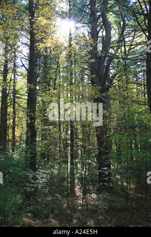 La croissance secondaire dans un conifère à feuilles caduques. Banque D'Images