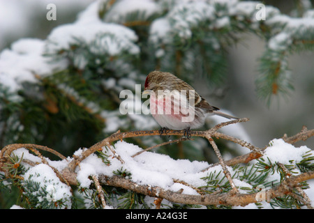 Les oiseaux de l'Amérique du Nord Le Sizerin flammé Carduelis flammea Banque D'Images