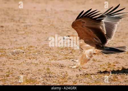 Aigle atterrissage Banque D'Images