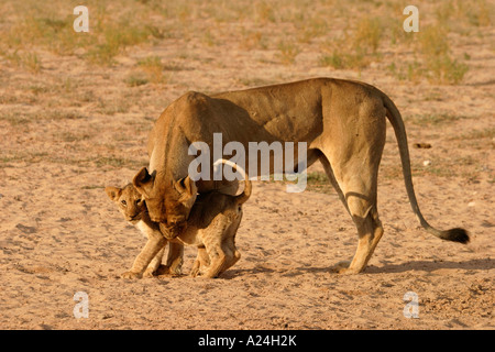 Lionne en prenant soin de cub Banque D'Images