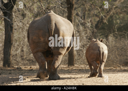 Mère rhinocéros et son veau Banque D'Images