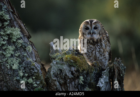 Chouette hulotte Strix Aluco enr assis sur souche d'arbre en contre-jour en Ecosse à la recherche à l'appareil photo avec le contact avec les yeux Banque D'Images