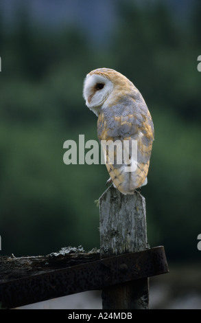 Effraie des clochers Tyto alba assis sur Gate poster à la recherche de proies en Ecosse au début de la lumière du matin Banque D'Images