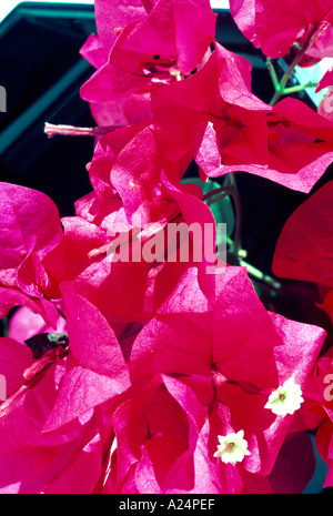 Fleurs de bougainvilliers en vase close up Banque D'Images