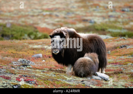 Le bœuf musqué Ovibos moschatus femelle veau infirmiers Dovje Oppland Norvège Fjell National Park Banque D'Images