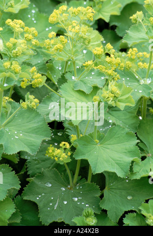 Alchemilla mollis Manteau Ladys Banque D'Images