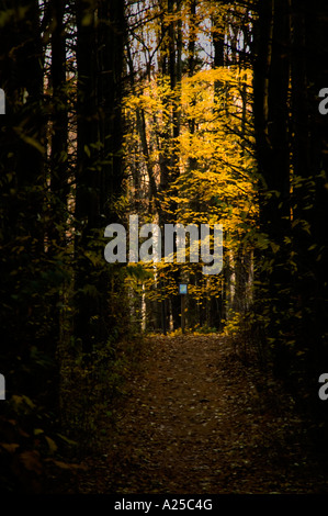 Portique de pins menant à mis en évidence avec les feuillus feuilles jaune brillant Banque D'Images