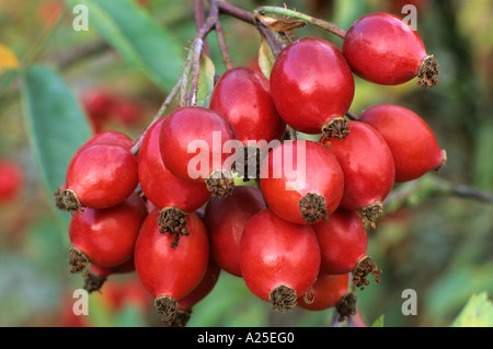 Rosa glauca, Rosa rubrifolia espèces, rose, rouge automne hanches, baies, fruits roses Banque D'Images