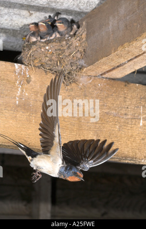 Swallow Hirundo rustica en vol quitte le nid contenant des poussins Lancashire UK Banque D'Images