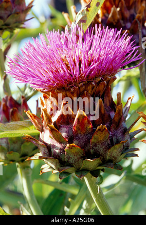 Cynara cardunculus cardon Banque D'Images