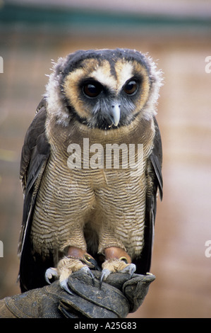 Un jeune bois asiatique Owl (Strix Leptogrammica) Banque D'Images