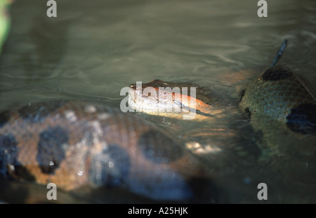 Anaconda, boa de l'eau (Eunectes murinus), natation dans l'eau, le plus gros serpent du monde, le Venezuela Banque D'Images