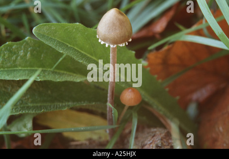 Panaeolus papilionaceus (mottlegill petticoat, Sphinctrinus fruting papilionaceus), corps, champignons de drogue Banque D'Images