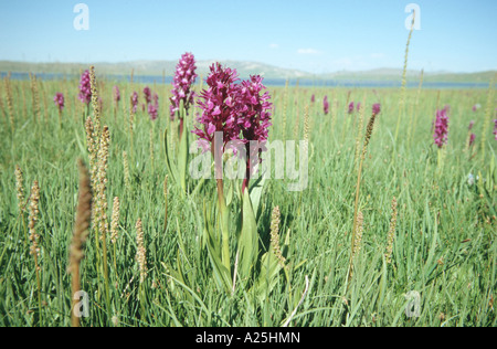 Perisan orchid (Dactylorhiza umbrosa), dans la région de prairies humides, de la Turquie, est de l'Anatolie, Vansee, Van Banque D'Images