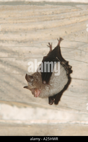 Petit rhinolophe (Rhinolophus hipposideros), suspendu dans le toit d'un ancien cloître, Croatie, Istrie, Rovinj Banque D'Images