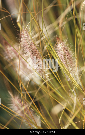 Pennisetum alopecuroides herbe (fontaine), les crampons Banque D'Images