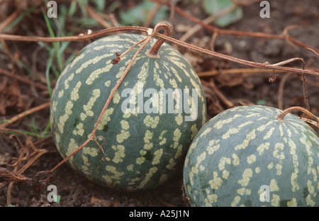 Apple, amer (Citrullus colocynthis colocynthis), fruits Banque D'Images