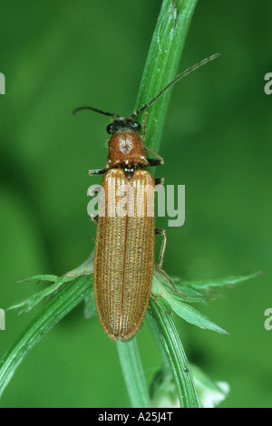 Taupins (Denticollis linearis), imago Banque D'Images