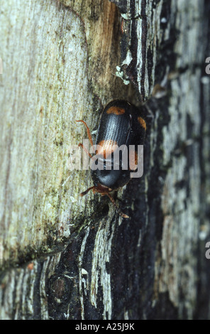 Hairy fungus beetle (Mycetophagus quadripustulatus), imago Banque D'Images