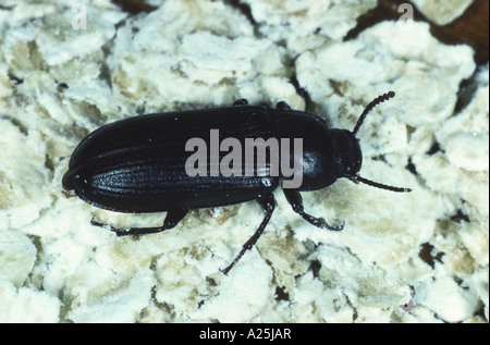 Ténébrion meunier (Tenebrio molitor), imago Banque D'Images