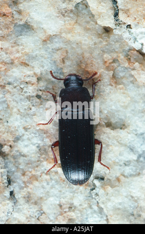 Tribolium noir d'Europe (Tribolium madens), imago Banque D'Images