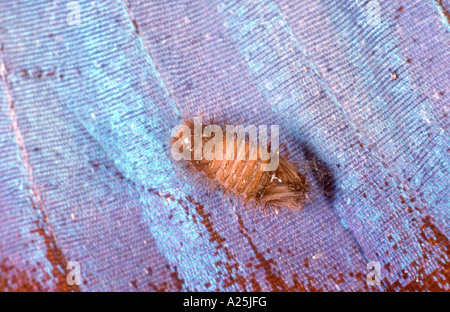 Museum beetle (Anthrenus museorum), Larve Banque D'Images