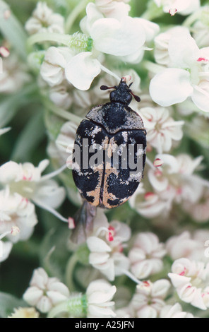 Tapis (Anthrenus scrophulariae), sur blossom Banque D'Images