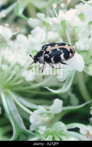 Tapis (Anthrenus scrophulariae), sur blossom Banque D'Images