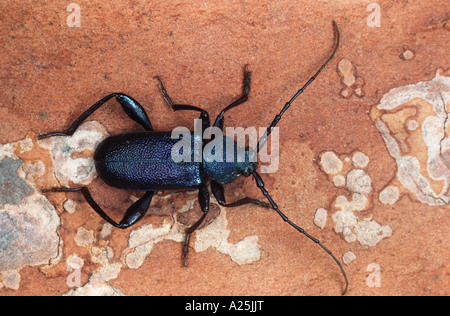 Violet (Callidium violaceum tanbark ponderosa), imago Banque D'Images