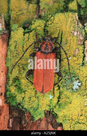 Scarlet-coated longicorne asiatique (Pyrrhidium sanguineum), imago Banque D'Images