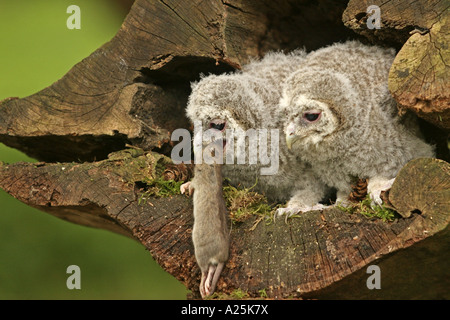Chouette hulotte eurasien (Strix Aluco enr), deux pour l'alimentation animale amouse avec squeakers Banque D'Images
