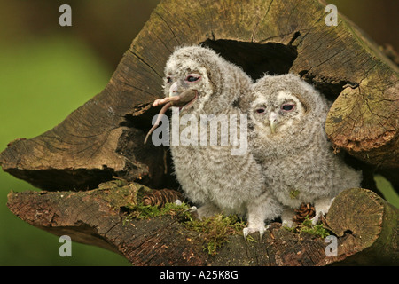 Chouette hulotte eurasien (Strix Aluco enr), deux pour l'alimentation animale amouse avec squeakers Banque D'Images