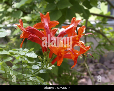 Tecomaria capensis Cape (Chèvrefeuille, Tecoma capensis), fleurs Banque D'Images