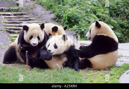 Panda géant (Ailuropoda melanoleuca), quatre ans deux pandas géants dans la station de recherches de Wolong, animal national de chi Banque D'Images