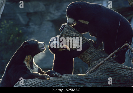 Ours, ours malais (Helarctos malayanus, Ursus malayanus), de la famille, dans le monde entier smalles espèces d'ours Banque D'Images