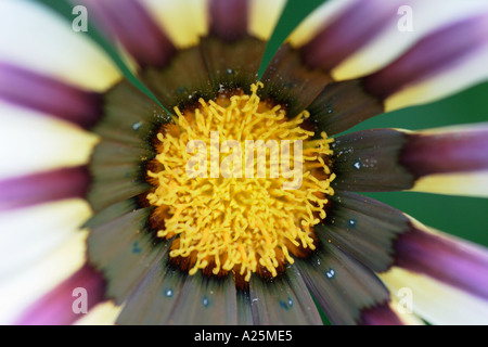 Close up of centre de Gazania Fleur Afrique du Sud Banque D'Images